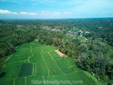 Indonesia;aerial;aerial-photo;aerial-photograph;aerial-photographs;aerial-photography;aerial-photos;aerial-view;aerial-views;aerials;drone-aerial;drone;Ubud;Bali;Tegallalang;Tegallalang-Rice-Terrace;Tegallalang-Rice-Field;Tegallalang-Rice-Terraces;Tegallalang-Rice-Fields;Tegalalang;rice-terrace;rice-terraces;UN-world-heritage-area;UN-world-heritage-site;UNESCO-World-Heritage-area;UNESCO-World-Heritage-Site;united-nations-world-heritage-area;united-nations-world-heritage-site;world-heritage;world-heritage-area;world-heritage-areas;World-Heritage-Park;World-Heritage-site;World-Heritage-Sites;lush;green;verdant