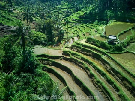 Indonesia;aerial;aerial-photo;aerial-photograph;aerial-photographs;aerial-photography;aerial-photos;aerial-view;aerial-views;aerials;drone-aerial;drone;Ubud;Bali;Tegallalang;Tegallalang-Rice-Terrace;Tegallalang-Rice-Field;Tegallalang-Rice-Terraces;Tegallalang-Rice-Fields;Tegalalang;rice-terrace;rice-terraces;UN-world-heritage-area;UN-world-heritage-site;UNESCO-World-Heritage-area;UNESCO-World-Heritage-Site;united-nations-world-heritage-area;united-nations-world-heritage-site;world-heritage;world-heritage-area;world-heritage-areas;World-Heritage-Park;World-Heritage-site;World-Heritage-Sites;lush;green;verdant