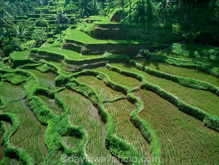Indonesia;aerial;aerial-photo;aerial-photograph;aerial-photographs;aerial-photography;aerial-photos;aerial-view;aerial-views;aerials;drone-aerial;drone;Ubud;Bali;Tegallalang;Tegallalang-Rice-Terrace;Tegallalang-Rice-Field;Tegallalang-Rice-Terraces;Tegallalang-Rice-Fields;Tegalalang;rice-terrace;rice-terraces;UN-world-heritage-area;UN-world-heritage-site;UNESCO-World-Heritage-area;UNESCO-World-Heritage-Site;united-nations-world-heritage-area;united-nations-world-heritage-site;world-heritage;world-heritage-area;world-heritage-areas;World-Heritage-Park;World-Heritage-site;World-Heritage-Sites;lush;green;verdant