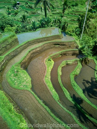 Indonesia;aerial;aerial-photo;aerial-photograph;aerial-photographs;aerial-photography;aerial-photos;aerial-view;aerial-views;aerials;drone-aerial;drone;Ubud;Bali;Tegallalang;Tegallalang-Rice-Terrace;Tegallalang-Rice-Field;Tegallalang-Rice-Terraces;Tegallalang-Rice-Fields;Tegalalang;rice-terrace;rice-terraces;UN-world-heritage-area;UN-world-heritage-site;UNESCO-World-Heritage-area;UNESCO-World-Heritage-Site;united-nations-world-heritage-area;united-nations-world-heritage-site;world-heritage;world-heritage-area;world-heritage-areas;World-Heritage-Park;World-Heritage-site;World-Heritage-Sites;lush;green;verdant