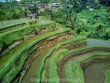 Indonesia;aerial;aerial-photo;aerial-photograph;aerial-photographs;aerial-photography;aerial-photos;aerial-view;aerial-views;aerials;drone-aerial;drone;Ubud;Bali;Tegallalang;Tegallalang-Rice-Terrace;Tegallalang-Rice-Field;Tegallalang-Rice-Terraces;Tegallalang-Rice-Fields;Tegalalang;rice-terrace;rice-terraces;UN-world-heritage-area;UN-world-heritage-site;UNESCO-World-Heritage-area;UNESCO-World-Heritage-Site;united-nations-world-heritage-area;united-nations-world-heritage-site;world-heritage;world-heritage-area;world-heritage-areas;World-Heritage-Park;World-Heritage-site;World-Heritage-Sites;lush;green;verdant