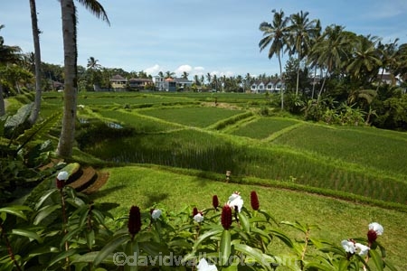 Bali;Indonesia;Southeast-Asia;Asia;Ubud;green;agricultural;agriculture;Asia;Asian;Asian;country;countryside;crop;crops;farm;farming;farmland;palm-tree;palm-trees;Tegallalang;Tegallalang-Rice-Terrace;Tegallalang-Rice-Field;Tegallalang-Rice-Terrace;Tegallalang-Rice-Fieldfarms;field;fields;horticulture;paddock;paddocks;paddy-field;paddy-fields;rice-field;rice-fields;rice-paddies;rice-paddy;rural;Tegalalang;rice-terrace;rice-terraces