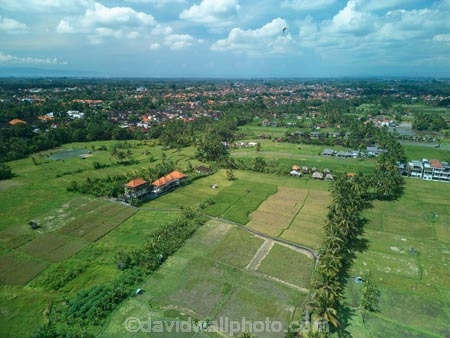 Indonesia;aerial;aerial-photo;aerial-photograph;aerial-photographs;aerial-photography;aerial-photos;aerial-view;aerial-views;aerials;drone-aerial;drone;Ubud;Bali;lush;green;verdant;Kajeng;Kajeng-Rice-Field;Kajeng-Rice-Fields;green;agricultural;agriculture;Asia;Asian;Asian;country;countryside;crop;crops;farm;farming;farmland;farms;field;fields;horticulture;paddock;paddocks;paddy-field;paddy-fields;rice-field;rice-fields;rice-paddies;rice-paddy;rural;Juwuk-Manis-Hotel;Juwuk-Manis;hotel;hotels;accommodation