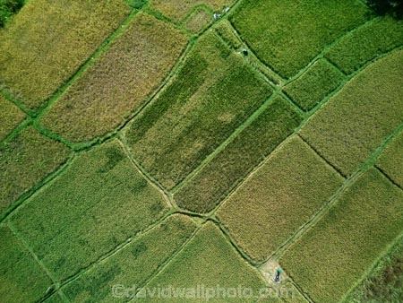 Indonesia;aerial;aerial-photo;aerial-photograph;aerial-photographs;aerial-photography;aerial-photos;aerial-view;aerial-views;aerials;drone-aerial;drone;Ubud;Bali;lush;green;verdant;Kajeng;Kajeng-Rice-Field;Kajeng-Rice-Fields;green;agricultural;agriculture;Asia;Asian;Asian;country;countryside;crop;crops;farm;farming;farmland;farms;field;fields;horticulture;paddock;paddocks;paddy-field;paddy-fields;rice-field;rice-fields;rice-paddies;rice-paddy;rural