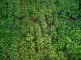 Indonesia;aerial;aerial-photo;aerial-photograph;aerial-photographs;aerial-photography;aerial-photos;aerial-view;aerial-views;aerials;drone-aerial;drone;Java;East-Java;Indonesia;Asia;South-East-Asia;Southeast-Asia;Banyuwangi-Region;Sumberagung;Pancer;Pantai-Lampon;Pancer-Hamlet;Dusun-Pancer;Palm-plantation;Palm;plantation;Palms;plantations;Palm-plantations;tree;trees;palm-tree;palm-trees;green;agriculture;horticulture