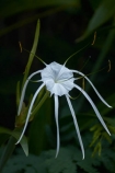 Bali;Indonesia;Southeast-Asia;Asia;Ubud;Spider-Lily;Hymenocallis-littoralis;beach-spider-lily;bloom;blooms;flower;flowers;garden;gardens;tropical;tropical-flower;tropical-flowers;tropical-garden;tropical-gardens;tropical-plant;tropical-plants
