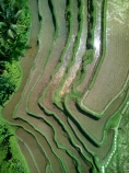 Indonesia;aerial;aerial-photo;aerial-photograph;aerial-photographs;aerial-photography;aerial-photos;aerial-view;aerial-views;aerials;drone-aerial;drone;Ubud;Bali;Tegallalang;Tegallalang-Rice-Terrace;Tegallalang-Rice-Field;Tegallalang-Rice-Terraces;Tegallalang-Rice-Fields;Tegalalang;rice-terrace;rice-terraces;UN-world-heritage-area;UN-world-heritage-site;UNESCO-World-Heritage-area;UNESCO-World-Heritage-Site;united-nations-world-heritage-area;united-nations-world-heritage-site;world-heritage;world-heritage-area;world-heritage-areas;World-Heritage-Park;World-Heritage-site;World-Heritage-Sites;lush;green;verdant