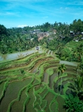 Indonesia;aerial;aerial-photo;aerial-photograph;aerial-photographs;aerial-photography;aerial-photos;aerial-view;aerial-views;aerials;drone-aerial;drone;Ubud;Bali;Tegallalang;Tegallalang-Rice-Terrace;Tegallalang-Rice-Field;Tegallalang-Rice-Terraces;Tegallalang-Rice-Fields;Tegalalang;rice-terrace;rice-terraces;UN-world-heritage-area;UN-world-heritage-site;UNESCO-World-Heritage-area;UNESCO-World-Heritage-Site;united-nations-world-heritage-area;united-nations-world-heritage-site;world-heritage;world-heritage-area;world-heritage-areas;World-Heritage-Park;World-Heritage-site;World-Heritage-Sites;lush;green;verdant