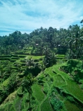 Indonesia;aerial;aerial-photo;aerial-photograph;aerial-photographs;aerial-photography;aerial-photos;aerial-view;aerial-views;aerials;drone-aerial;drone;Ubud;Bali;Tegallalang;Tegallalang-Rice-Terrace;Tegallalang-Rice-Field;Tegallalang-Rice-Terraces;Tegallalang-Rice-Fields;Tegalalang;rice-terrace;rice-terraces;UN-world-heritage-area;UN-world-heritage-site;UNESCO-World-Heritage-area;UNESCO-World-Heritage-Site;united-nations-world-heritage-area;united-nations-world-heritage-site;world-heritage;world-heritage-area;world-heritage-areas;World-Heritage-Park;World-Heritage-site;World-Heritage-Sites;lush;green;verdant