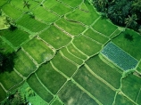 Indonesia;aerial;aerial-photo;aerial-photograph;aerial-photographs;aerial-photography;aerial-photos;aerial-view;aerial-views;aerials;drone-aerial;drone;Ubud;Bali;Tegallalang;Tegallalang-Rice-Terrace;Tegallalang-Rice-Field;Tegallalang-Rice-Terraces;Tegallalang-Rice-Fields;Tegalalang;rice-terrace;rice-terraces;UN-world-heritage-area;UN-world-heritage-site;UNESCO-World-Heritage-area;UNESCO-World-Heritage-Site;united-nations-world-heritage-area;united-nations-world-heritage-site;world-heritage;world-heritage-area;world-heritage-areas;World-Heritage-Park;World-Heritage-site;World-Heritage-Sites;lush;green;verdant