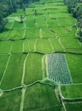 Indonesia;aerial;aerial-photo;aerial-photograph;aerial-photographs;aerial-photography;aerial-photos;aerial-view;aerial-views;aerials;drone-aerial;drone;Ubud;Bali;Tegallalang;Tegallalang-Rice-Terrace;Tegallalang-Rice-Field;Tegallalang-Rice-Terraces;Tegallalang-Rice-Fields;Tegalalang;rice-terrace;rice-terraces;UN-world-heritage-area;UN-world-heritage-site;UNESCO-World-Heritage-area;UNESCO-World-Heritage-Site;united-nations-world-heritage-area;united-nations-world-heritage-site;world-heritage;world-heritage-area;world-heritage-areas;World-Heritage-Park;World-Heritage-site;World-Heritage-Sites;lush;green;verdant