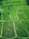 Indonesia;aerial;aerial-photo;aerial-photograph;aerial-photographs;aerial-photography;aerial-photos;aerial-view;aerial-views;aerials;drone-aerial;drone;Ubud;Bali;Tegallalang;Tegallalang-Rice-Terrace;Tegallalang-Rice-Field;Tegallalang-Rice-Terraces;Tegallalang-Rice-Fields;Tegalalang;rice-terrace;rice-terraces;UN-world-heritage-area;UN-world-heritage-site;UNESCO-World-Heritage-area;UNESCO-World-Heritage-Site;united-nations-world-heritage-area;united-nations-world-heritage-site;world-heritage;world-heritage-area;world-heritage-areas;World-Heritage-Park;World-Heritage-site;World-Heritage-Sites;lush;green;verdant