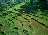 Indonesia;aerial;aerial-photo;aerial-photograph;aerial-photographs;aerial-photography;aerial-photos;aerial-view;aerial-views;aerials;drone-aerial;drone;Ubud;Bali;Tegallalang;Tegallalang-Rice-Terrace;Tegallalang-Rice-Field;Tegallalang-Rice-Terraces;Tegallalang-Rice-Fields;Tegalalang;rice-terrace;rice-terraces;UN-world-heritage-area;UN-world-heritage-site;UNESCO-World-Heritage-area;UNESCO-World-Heritage-Site;united-nations-world-heritage-area;united-nations-world-heritage-site;world-heritage;world-heritage-area;world-heritage-areas;World-Heritage-Park;World-Heritage-site;World-Heritage-Sites;lush;green;verdant