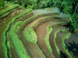 Indonesia;aerial;aerial-photo;aerial-photograph;aerial-photographs;aerial-photography;aerial-photos;aerial-view;aerial-views;aerials;drone-aerial;drone;Ubud;Bali;Tegallalang;Tegallalang-Rice-Terrace;Tegallalang-Rice-Field;Tegallalang-Rice-Terraces;Tegallalang-Rice-Fields;Tegalalang;rice-terrace;rice-terraces;UN-world-heritage-area;UN-world-heritage-site;UNESCO-World-Heritage-area;UNESCO-World-Heritage-Site;united-nations-world-heritage-area;united-nations-world-heritage-site;world-heritage;world-heritage-area;world-heritage-areas;World-Heritage-Park;World-Heritage-site;World-Heritage-Sites;lush;green;verdant
