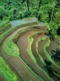 Indonesia;aerial;aerial-photo;aerial-photograph;aerial-photographs;aerial-photography;aerial-photos;aerial-view;aerial-views;aerials;drone-aerial;drone;Ubud;Bali;Tegallalang;Tegallalang-Rice-Terrace;Tegallalang-Rice-Field;Tegallalang-Rice-Terraces;Tegallalang-Rice-Fields;Tegalalang;rice-terrace;rice-terraces;UN-world-heritage-area;UN-world-heritage-site;UNESCO-World-Heritage-area;UNESCO-World-Heritage-Site;united-nations-world-heritage-area;united-nations-world-heritage-site;world-heritage;world-heritage-area;world-heritage-areas;World-Heritage-Park;World-Heritage-site;World-Heritage-Sites;lush;green;verdant