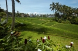 Bali;Indonesia;Southeast-Asia;Asia;Ubud;green;agricultural;agriculture;Asia;Asian;Asian;country;countryside;crop;crops;farm;farming;farmland;palm-tree;palm-trees;Tegallalang;Tegallalang-Rice-Terrace;Tegallalang-Rice-Field;Tegallalang-Rice-Terrace;Tegallalang-Rice-Fieldfarms;field;fields;horticulture;paddock;paddocks;paddy-field;paddy-fields;rice-field;rice-fields;rice-paddies;rice-paddy;rural;Tegalalang;rice-terrace;rice-terraces