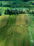 Indonesia;aerial;aerial-photo;aerial-photograph;aerial-photographs;aerial-photography;aerial-photos;aerial-view;aerial-views;aerials;drone-aerial;drone;Ubud;Bali;lush;green;verdant;Kajeng;Kajeng-Rice-Field;Kajeng-Rice-Fields;green;agricultural;agriculture;Asia;Asian;Asian;country;countryside;crop;crops;farm;farming;farmland;farms;field;fields;horticulture;paddock;paddocks;paddy-field;paddy-fields;rice-field;rice-fields;rice-paddies;rice-paddy;rural