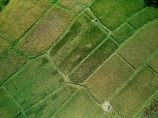Indonesia;aerial;aerial-photo;aerial-photograph;aerial-photographs;aerial-photography;aerial-photos;aerial-view;aerial-views;aerials;drone-aerial;drone;Ubud;Bali;lush;green;verdant;Kajeng;Kajeng-Rice-Field;Kajeng-Rice-Fields;green;agricultural;agriculture;Asia;Asian;Asian;country;countryside;crop;crops;farm;farming;farmland;farms;field;fields;horticulture;paddock;paddocks;paddy-field;paddy-fields;rice-field;rice-fields;rice-paddies;rice-paddy;rural