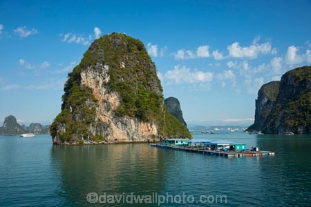 Asia;boat;boats;cruise-boat;cruise-boats;cruising;floating-shop;floating-shops;Ha-Long-Bay;Halong-Bay;karst-landscape;limestone-karsts;North-Vietnam;Northern-Vietnam;Qung-Ninh-Province;Quang-Ninh-Province;shop;shops;South-East-Asia;Southeast-Asia;tour-boat;tour-boats;tourism;tourist;tourist-boat;tourist-boats;tourists;travel-destination;UN-world-heritage-area;UN-world-heritage-site;UNESCO-World-Heritage-area;UNESCO-World-Heritage-Site;united-nations-world-heritage-area;united-nations-world-heritage-site;Vnh-H-Long;Vietnam;Vietnamese;world-heritage;world-heritage-area;world-heritage-areas;World-Heritage-Park;World-Heritage-site;World-Heritage-Sites