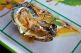 Asia;Ha-Long-Bay;Halong-Bay;North-Vietnam;Northern-Vietnam;oyster;oysters;Pearl;Pearl-Farm;Pearl-Farms;Pearls;Qung-Ninh-Province;Quang-Ninh-Province;South-East-Asia;Southeast-Asia;tourism;UN-world-heritage-area;UN-world-heritage-site;UNESCO-World-Heritage-area;UNESCO-World-Heritage-Site;united-nations-world-heritage-area;united-nations-world-heritage-site;Vnh-H-Long;Vietnam;Vietnamese;world-heritage;world-heritage-area;world-heritage-areas;World-Heritage-Park;World-Heritage-site;World-Heritage-Sites