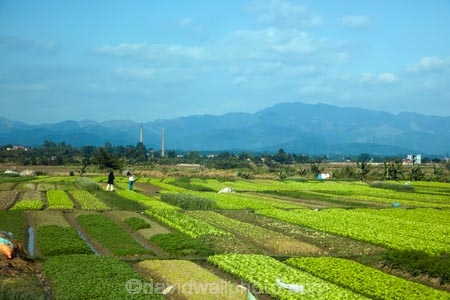 agricultural;agriculture;Asia;Asian;country;countryside;crop;crops;farm;farming;farmland;farms;field;fields;Hanoi;horticulture;meadow;meadows;paddock;paddocks;pasture;pastures;plant-nurseries;plant-nursery;rural;South-East-Asia;Southeast-Asia;Vietnam;Vietnamese