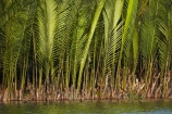 Asia;Central-Sea-region;Hi-An;Hoi-An;Hoian;Indochina;palm;palm-tree;palm-trees;palms;plants;South-East-Asia;Southeast-Asia;SÃ´ng-Thu-Bn;Thu-Bn-River;Thu-Bon-River;tropical;vegetation;Vietnam;Vietnamese