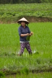 agricultural;agriculture;Asia;Asian;Asian-conical-hat;Asian-conical-hats;Cam-Kim;Cam-Kim-Island;Central-Sea-region;conical-hat;conical-hats;country;countryside;crop;crops;farm;farming;farmland;farms;female;females;field;fields;Hi-An;hard-work;Hoi-An;Hoian;horticulture;Indochina;ladies;lady;leaf-hat;leaf-hats;meadow;meadows;non-la;nón-lá;paddock;paddocks;paddy-field;paddy-fields;palm_leaf-conical-hat;pasture;pastures;people;person;rice-field;rice-fields;rice-paddies;rice-paddy;rural;South-East-Asia;Southeast-Asia;Vietnam;Vietnamese;Vietnamese-conical-hat;Vietnamese-conical-hats;Vietnamese-hat;Vietnamese-hats;Vietnamese-symbol;woman;women;worker;workers