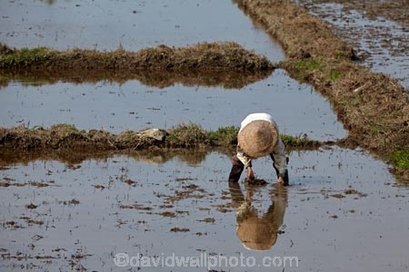 agricultural;agriculture;Asian;country;countryside;crop;crops;farm;farm-worker;farm-workers;farmer;farmers;farming;farmland;farms;field;fields;horticulture;laborer;labourer;man;meadow;meadows;men;North-Central-Coast;paddock;paddocks;paddy-field;paddy-fields;pasture;pastures;people;person;rice-field;rice-fields;rice-paddies;rice-paddy;rural;Tha-ThiÃªn_Hu-Province;Thua-Thien_Hue-Province;Vietnam;Vietnamese;water;wet;worker;workers;Asia