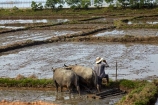 agricultural;agriculture;Asian;buffalo;country;countryside;crop;crops;farm;farm-worker;farm-workers;farmer;farmers;farming;farmland;farms;field;fields;horticulture;laborer;labourer;man;meadow;meadows;men;North-Central-Coast;paddock;paddocks;paddy-field;paddy-fields;pasture;pastures;people;person;plough;ploughing;rice-field;rice-fields;rice-paddies;rice-paddy;rural;Tha-ThiÃªn_Hu-Province;Thua-Thien_Hue-Province;Vietnam;Vietnamese;water;water-buffalos;wet;worker;workers;Asia