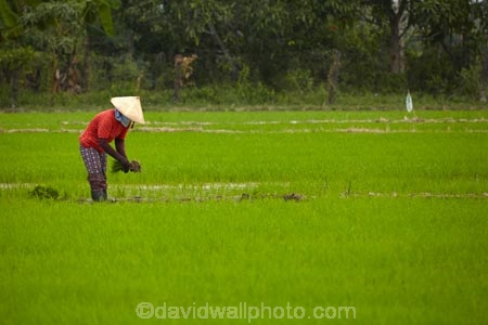 agricultural;agriculture;Asia;Asian;Asian-conical-hat;Asian-conical-hats;conical-hat;conical-hats;country;countryside;crop;crops;farm;farming;farmland;farms;female;females;field;fields;hard-work;horticulture;Indochina;ladies;lady;leaf-hat;leaf-hats;meadow;meadows;Mekong-Delta;non-la;nón-lá;paddock;paddocks;paddy-field;paddy-fields;palm_leaf-conical-hat;pasture;pastures;people;person;rice-field;rice-fields;rice-paddies;rice-paddy;rural;South-East-Asia;Southeast-Asia;Tan-Hoa;Tien-Giang;Tien-Giang-Province;Vietnam;Vietnamese;Vietnamese-conical-hat;Vietnamese-conical-hats;Vietnamese-hat;Vietnamese-hats;Vietnamese-symbol;woman;women;worker;workers