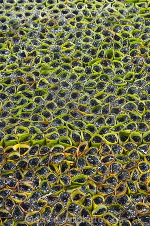 Asia;Asian;Cn-Tho;Can-Tho;grow;growing;Mekong-Delta;Mekong-Delta-Region;nurseries;nursery;plant;plant-nurseries;plant-nursery;plants;seedling;seedlings;South-East-Asia;Southeast-Asia;Vietnam;Vietnamese