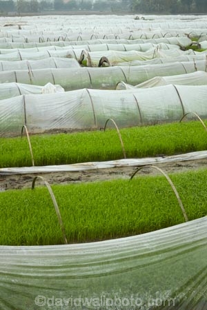 agricultural;agriculture;Asia;country;countryside;crop;crops;farm;farming;farmland;farms;field;fields;horticulture;meadow;meadows;Ninh-Binh;Ninh-Bình-province;Ninh-Hai;Northern-Vietnam;nurseries;paddock;paddocks;paddy-field;paddy-fields;pasture;pastures;plant-nursery;plastic-tunnel-houses;Red-River-Delta;rice-field;rice-fields;rice-nursery;rice-paddies;rice-paddy;rural;South-East-Asia;Southeast-Asia;tunnel-house;tunnel-houses;Van-Lam;Vietnam;Vietnamese