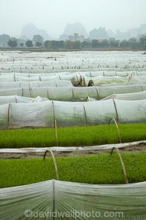 agricultural;agriculture;Asia;country;countryside;crop;crops;farm;farming;farmland;farms;field;fields;horticulture;karst-landscape;karst-topography;limestone-karst-landscape;limestone-landscape;meadow;meadows;Ninh-Binh;Ninh-Bình-province;Ninh-Hai;Northern-Vietnam;nurseries;paddock;paddocks;paddy-field;paddy-fields;pasture;pastures;plant-nursery;plastic-tunnel-houses;Red-River-Delta;rice-field;rice-fields;rice-nursery;rice-paddies;rice-paddy;rock-formation;rock-formations;rural;South-East-Asia;Southeast-Asia;tunnel-house;tunnel-houses;Van-Lam;Vietnam;Vietnamese