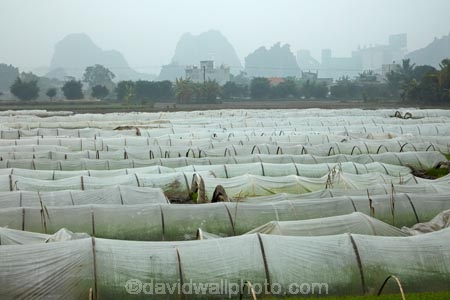 agricultural;agriculture;Asia;country;countryside;crop;crops;farm;farming;farmland;farms;field;fields;horticulture;karst-landscape;karst-topography;limestone-karst-landscape;limestone-landscape;meadow;meadows;Ninh-Binh;Ninh-BÃ¬nh-province;Ninh-Hai;Northern-Vietnam;nurseries;paddock;paddocks;paddy-field;paddy-fields;pasture;pastures;plant-nursery;plastic-tunnel-houses;Red-River-Delta;rice-field;rice-fields;rice-nursery;rice-paddies;rice-paddy;rock-formation;rock-formations;rural;South-East-Asia;Southeast-Asia;tunnel-house;tunnel-houses;Van-Lam;Vietnam;Vietnamese