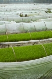 agricultural;agriculture;Asia;country;countryside;crop;crops;farm;farming;farmland;farms;field;fields;horticulture;meadow;meadows;Ninh-Binh;Ninh-Bình-province;Ninh-Hai;Northern-Vietnam;nurseries;paddock;paddocks;paddy-field;paddy-fields;pasture;pastures;plant-nursery;plastic-tunnel-houses;Red-River-Delta;rice-field;rice-fields;rice-nursery;rice-paddies;rice-paddy;rural;South-East-Asia;Southeast-Asia;tunnel-house;tunnel-houses;Van-Lam;Vietnam;Vietnamese