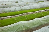 agricultural;agriculture;Asia;country;countryside;crop;crops;farm;farming;farmland;farms;field;fields;horticulture;meadow;meadows;Ninh-Binh;Ninh-Bình-province;Ninh-Hai;Northern-Vietnam;nurseries;paddock;paddocks;paddy-field;paddy-fields;pasture;pastures;plant-nursery;plastic-tunnel-houses;Red-River-Delta;rice-field;rice-fields;rice-nursery;rice-paddies;rice-paddy;rural;South-East-Asia;Southeast-Asia;tunnel-house;tunnel-houses;Van-Lam;Vietnam;Vietnamese