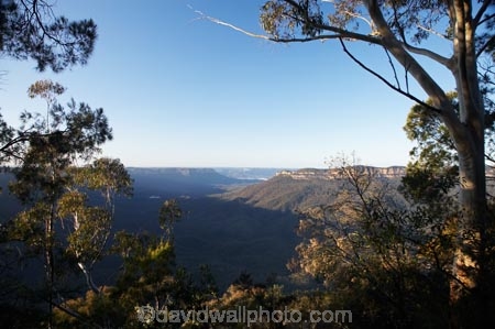 Australasia;Australia;Australian;Blue-Mountains;Blue-Mountains-N.P.;Blue-Mountains-National-Park;Blue-Mountains-NP;bluff;bluffs;cliff;cliffs;escarpment;escarpments;eucalypt;eucalypts;eucalyptus;eucalytis;gum;gum-tree;gum-trees;gums;Jamison-Valley;Katoomba;Leura;mountainside;mountainsides;N.S.W.;New-South-Wales;NSW;sandstone;steep;Sublime-Point;Sublime-Point-Lookout;tree;trees;UN-world-heritage-site;UNESCO-World-Heritage-Site;united-nations-world-heritage-site;world-heritage;world-heritage-area;world-heritage-areas;World-Heritage-Park;World-Heritage-site;World-Heritage-Sites