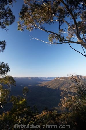 Australasia;Australia;Australian;Blue-Mountains;Blue-Mountains-N.P.;Blue-Mountains-National-Park;Blue-Mountains-NP;bluff;bluffs;cliff;cliffs;escarpment;escarpments;eucalypt;eucalypts;eucalyptus;eucalytis;gum;gum-tree;gum-trees;gums;Jamison-Valley;Katoomba;Leura;mountainside;mountainsides;N.S.W.;New-South-Wales;NSW;sandstone;steep;Sublime-Point;Sublime-Point-Lookout;tree;trees;UN-world-heritage-site;UNESCO-World-Heritage-Site;united-nations-world-heritage-site;world-heritage;world-heritage-area;world-heritage-areas;World-Heritage-Park;World-Heritage-site;World-Heritage-Sites