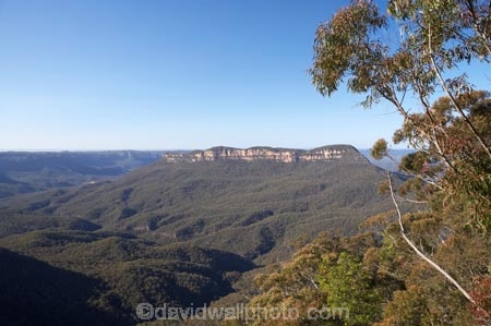 Australasia;Australia;Australian;Blue-Mountains;Blue-Mountains-N.P.;Blue-Mountains-National-Park;Blue-Mountains-NP;Eaglehawk-Lookout;eucalypt;eucalypts;eucalyptus;eucalytis;gum;gum-tree;gum-trees;gums;Jamison-Valley;Katoomba;N.S.W.;New-South-Wales;NSW;tree;trees;UN-world-heritage-site;UNESCO-World-Heritage-Site;united-nations-world-heritage-site;world-heritage;world-heritage-area;world-heritage-areas;World-Heritage-Park;World-Heritage-site;World-Heritage-Sites