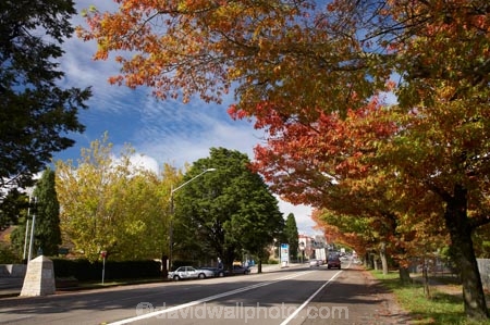 Australia;autuminal;autumn;Autumn-Colour;autumn-colours;autumnal;Blackheath;Blue-Mountains;color;colors;colour;colours;deciduous;fall;Great-Western-Highway;Highway-32;leaf;leaves;N.S.W.;New-South-Wales;NSW;oak;oak-tree;oak-trees;oaks;Route-32;season;seasonal;seasons;tree;trees