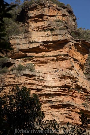 Australia;Blue-Mountains;Blue-Mountains-N.P.;Blue-Mountains-National-Park;Blue-Mountains-NP;bluff;bluffs;cliff;cliff-face;cliffs;escarpment;escarpments;mountainside;mountainsides;N.S.W.;National-Pass-Track;National-Pass-Trail;New-South-Wales;NSW;steep;trail;trails;UN-world-heritage-site;UNESCO-World-Heritage-Site;united-nations-world-heritage-site;walking-trail;walking-trails;Wentworth-Falls;world-heritage;world-heritage-area;world-heritage-areas;World-Heritage-Park;World-Heritage-site;World-Heritage-Sites
