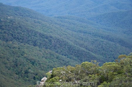 Australia;Blue-Mountains;Blue-Mountains-N.P.;Blue-Mountains-National-Park;Blue-Mountains-NP;bluff;bluffs;bush;cliff;cliffs;escarpment;escarpments;eucalypt;eucalypts;eucalyptus;eucalytis;Fletcher-Lookout;forrest;gum;gum-tree;gum-trees;gums;Jamison-Valley;mountainside;mountainsides;N.S.W.;National-Pass-Track;National-Pass-Trail;New-South-Wales;NSW;steep;trail;trails;tree;trees;UN-world-heritage-site;Undercliff-Track;Undercliff-Trail;UNESCO-World-Heritage-Site;united-nations-world-heritage-site;Walkers;walking-trail;walking-trails;Wentworth-Falls;world-heritage;world-heritage-area;world-heritage-areas;World-Heritage-Park;World-Heritage-site;World-Heritage-Sites
