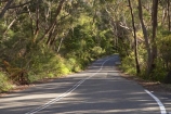 Australasia;Australia;Australian;bend;bends;Blue-Mountains;Blue-Mountains-N.P.;Blue-Mountains-National-Park;Blue-Mountains-NP;Cliff-Dr;Cliff-Dr.;Cliff-Drive;corner;corners;curve;curves;driving;eucalypt;eucalypts;eucalyptus;eucalytis;gum;gum-tree;gum-trees;gums;Katoomba;N.S.W.;New-South-Wales;NSW;road;roads;transport;transportation;travel;traveling;travelling;tree;trees;UN-world-heritage-site;UNESCO-World-Heritage-Site;united-nations-world-heritage-site;world-heritage;world-heritage-area;world-heritage-areas;World-Heritage-Park;World-Heritage-site;World-Heritage-Sites