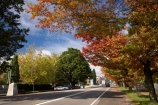 Australia;autuminal;autumn;Autumn-Colour;autumn-colours;autumnal;Blackheath;Blue-Mountains;color;colors;colour;colours;deciduous;fall;Great-Western-Highway;Highway-32;leaf;leaves;N.S.W.;New-South-Wales;NSW;oak;oak-tree;oak-trees;oaks;Route-32;season;seasonal;seasons;tree;trees