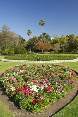australasia;Australia;australian;botanic-gardens;botanical;Brisbane;City-Botanic-Gardens;flower;flower-bed;flower-beds;Flower-Garden;flower-gardens;flowers;palm;palms;Queensland