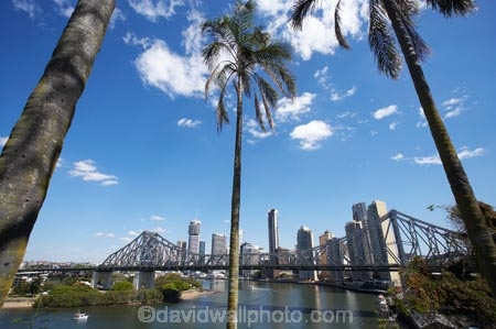 Australasia;Australia;Australian;Brisbane;Brisbane-River;palm;palm-tree;palm-trees;palms;Petrie-Bight;Qld;Queensland;river;rivers;Story-Bridge
