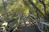 Australia;botanical;Brisbane;brisbane-river;City-Botanic-Gardens;mangrove;Mangrove-Boardwalk;mangroves;Queensland;rivers;walk;walkway;walkways