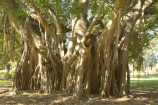 australasia;Australia;australian;Banyan-Fig-Tree;botanic-gardens;botanical;Brisbane;City-Botanic-Gardens;figs;indian;old;Queensland;root;roots;strangler-fig;tree;trees