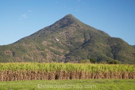 agricultural;agriculture;Australasian;Australia;Australian;Cairns;country;countryside;crop;crops;farm;farming;farmland;farms;field;fields;Gordonvale;horticulture;North-Queensland;Qld;Queensland;rural;Sugar-Cane;Sugar-Cane-Field;Sugar-Cane-Fields;Sugar-Cane-Plantation;Sugar-Cane-Plantations;Tropical-North-Queensland;Walshs-Pyramid;Walshs-Pyramid