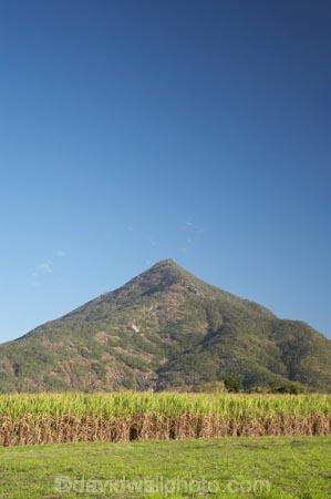 agricultural;agriculture;Australasian;Australia;Australian;Cairns;country;countryside;crop;crops;farm;farming;farmland;farms;field;fields;Gordonvale;horticulture;North-Queensland;Qld;Queensland;rural;Sugar-Cane;Sugar-Cane-Field;Sugar-Cane-Fields;Sugar-Cane-Plantation;Sugar-Cane-Plantations;Tropical-North-Queensland;Walshs-Pyramid;Walshs-Pyramid